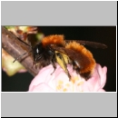 Andrena fulva - Rotpelzige Sandbiene w04.jpg